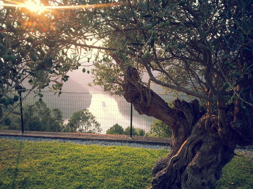 Quinta Das Tilias Douro Valley Cabaca Εξωτερικό φωτογραφία